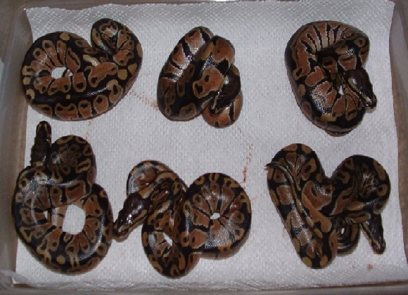 hatched 02/08/03