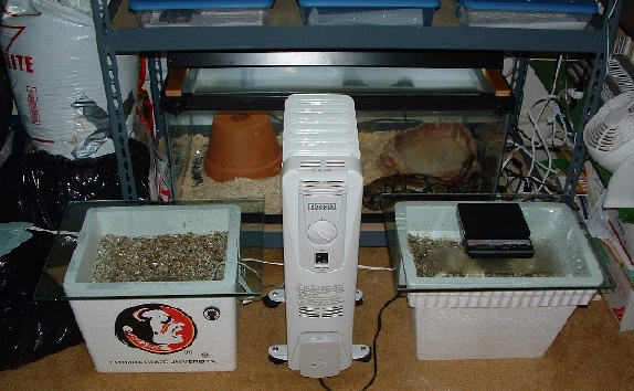 My incubation setup