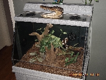 Kingsnake