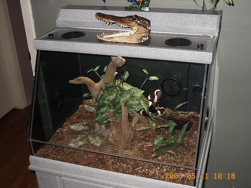 Kingsnake