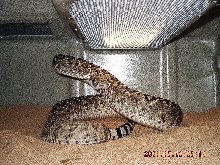 Male Western Diamondback Rattler