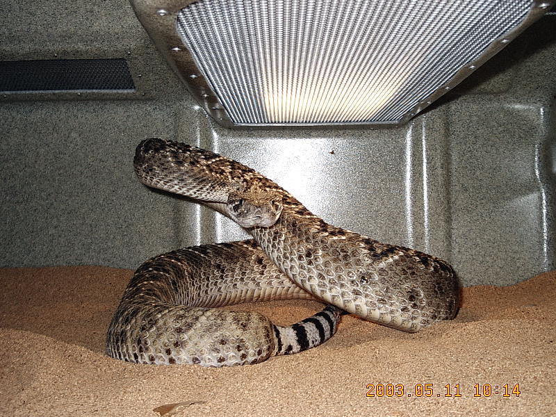Male Western Diamondback Rattler