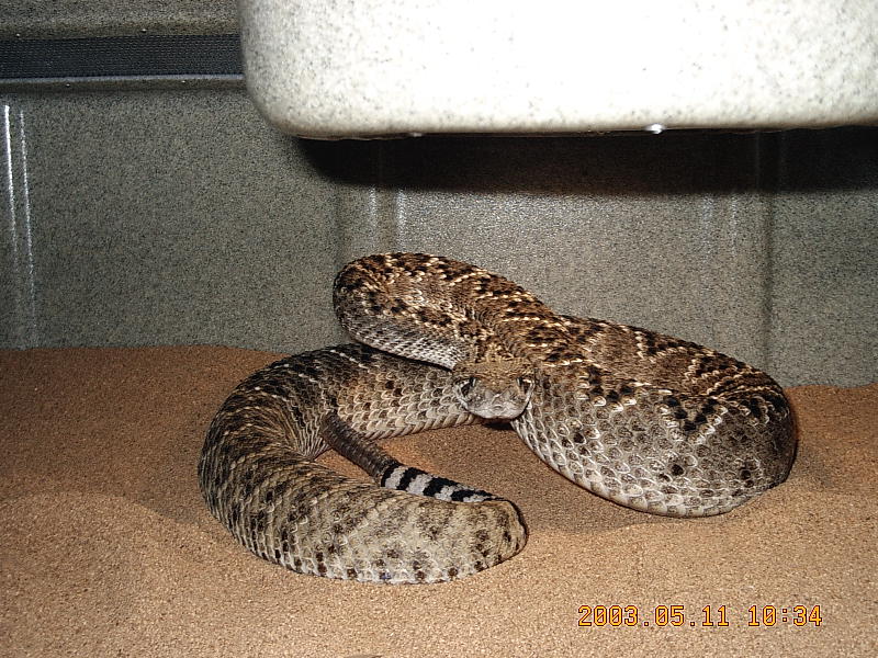 Five foot rattler