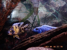 Baby Cichlid