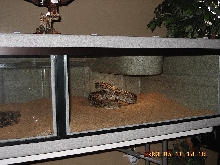 Male Western Diamondback Rattler
