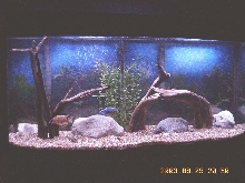 72 Gal Bowfront