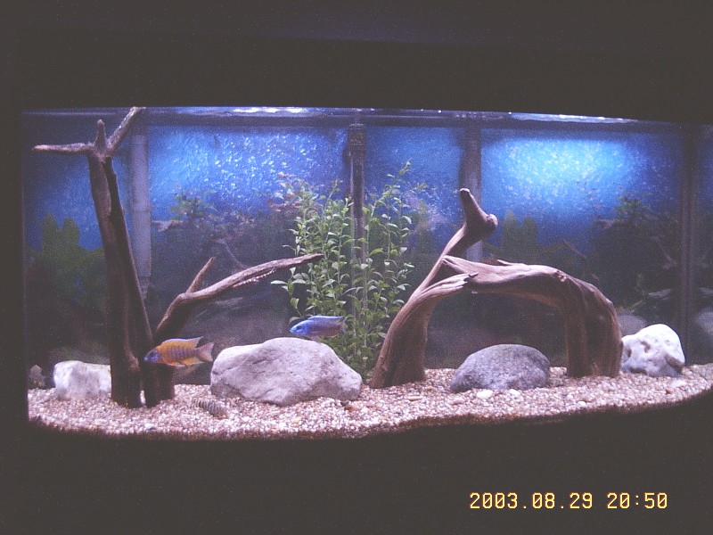 72 Gal Bowfront