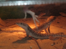 Gambelia Wislizenii
