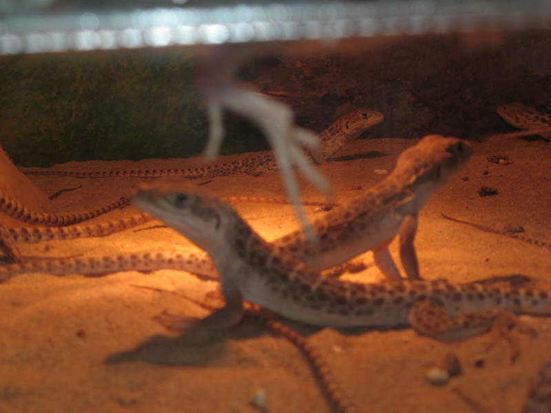 Gambelia Wislizenii