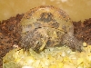 Testudo horsfieldii