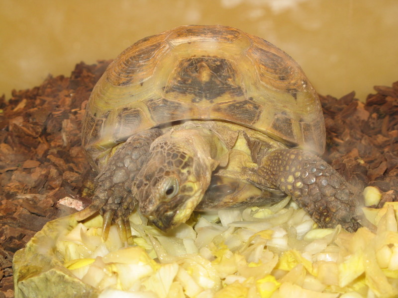 Testudo horsfieldii
