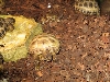 Testudo Horsfieldii