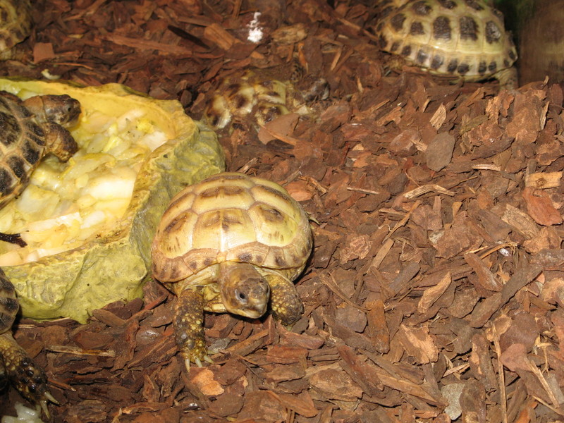 Testudo Horsfieldii