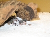 Eublepharis Macularius
