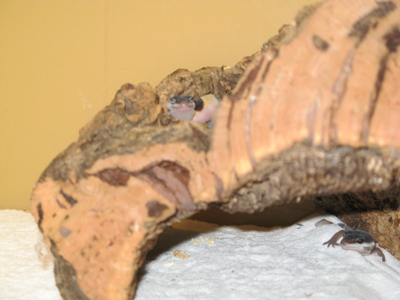 Juvenile Eublepharis Macularius