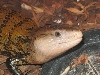 Tiliqua Scincoides Scincoides