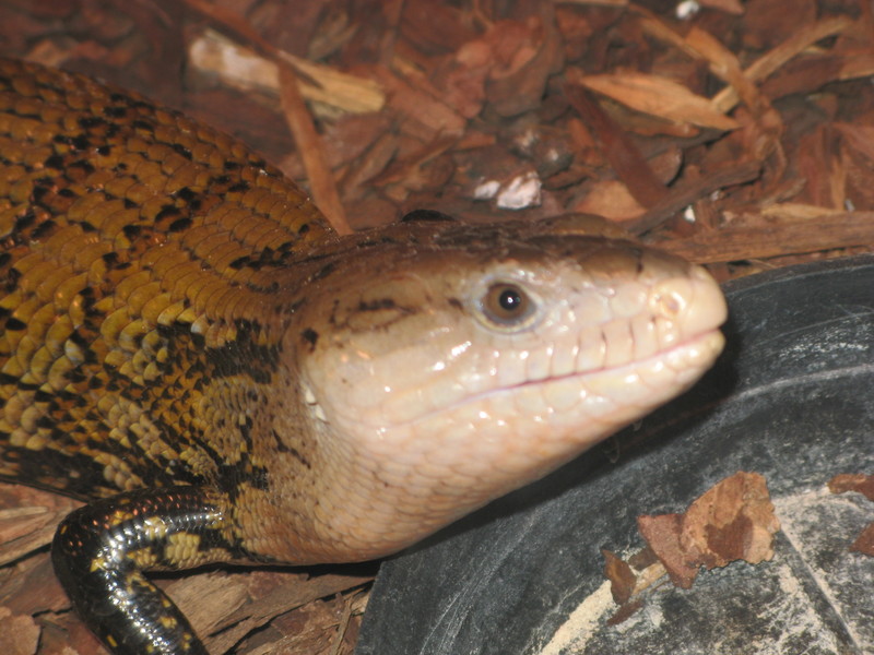 Tiliqua Scincoides Scincoides