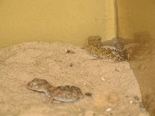 Stenodactylus Stenodactylus