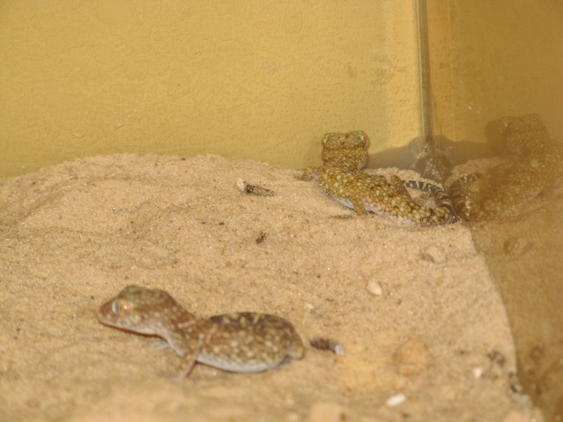 Stenodactylus Stenodactylus