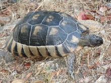 Wild Testudo Hermanni?