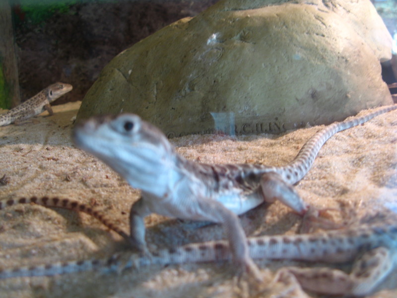 Gambelia Wislizenii