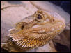 beardie again