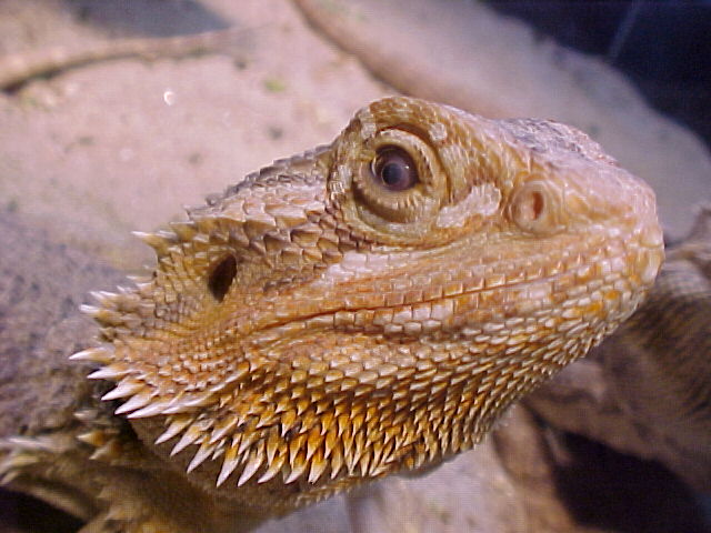 beardie again