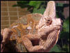 yemen cameleon