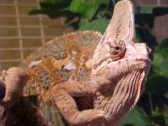 yemen cameleon