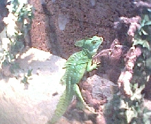 bassie