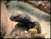 uromastyx