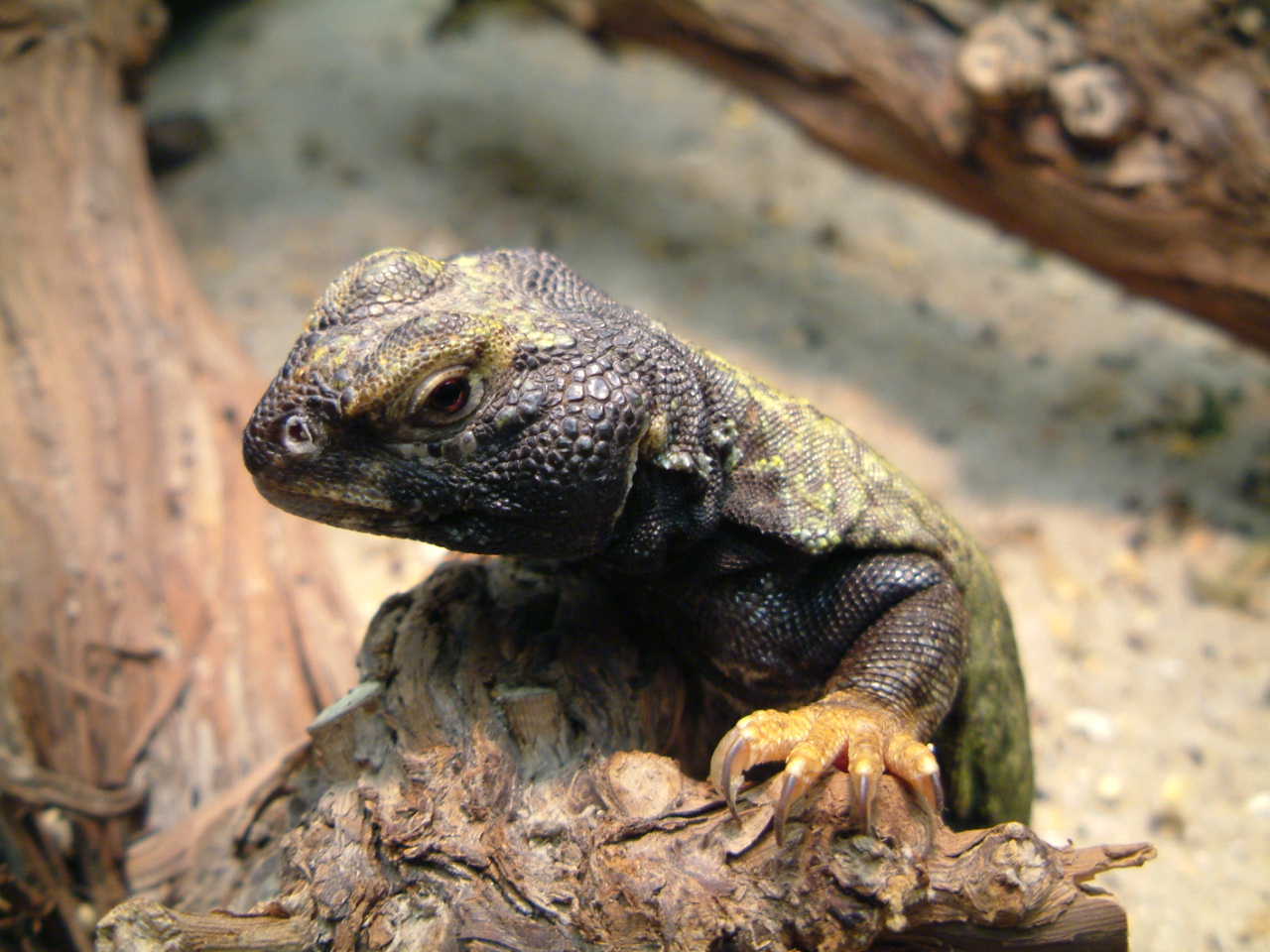 uromastyx