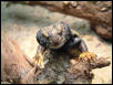 uromastyx