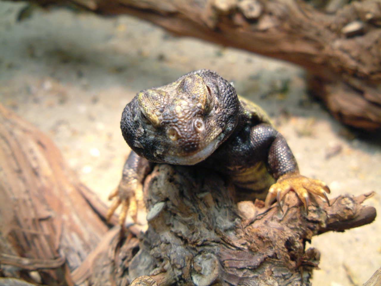 uromastyx
