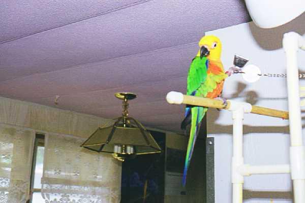 Pepper