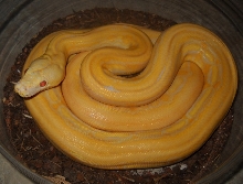 Albino SuperTiger Lavender