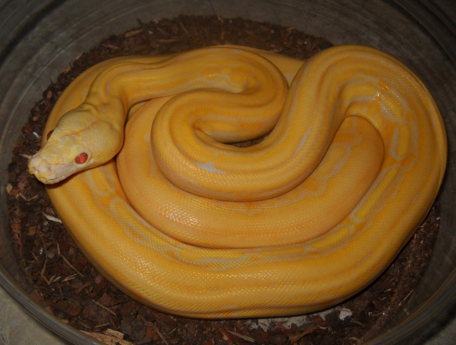 Albino SuperTiger Lavender