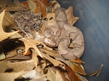 Copperhead1