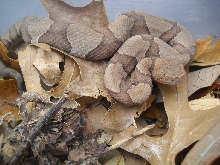 Copperhead2