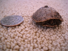 3-toed hatchling 1