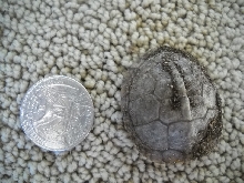 3-toed hatchling 2
