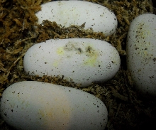 eggs1