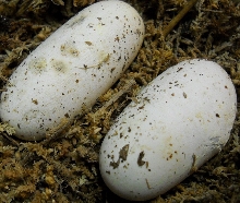 eggs2