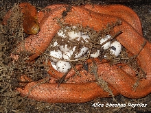 Everglades Rat Snake