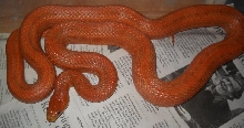Everglades Rat