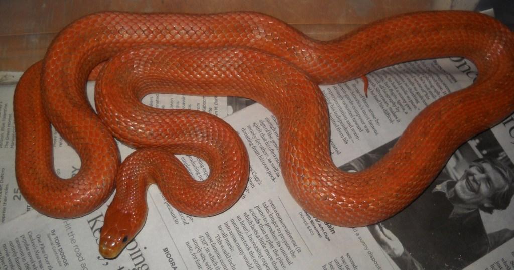 Everglades Rat