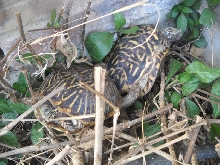 Ornate Breeding