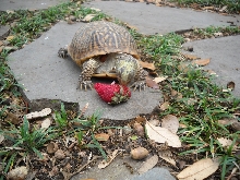 Ornate box turtle