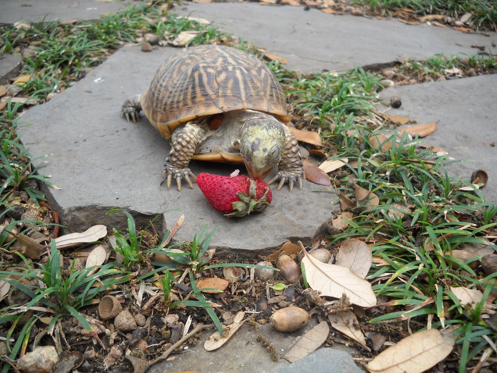 Ornate box turtle