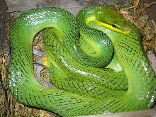 Red Tail Green Rat
